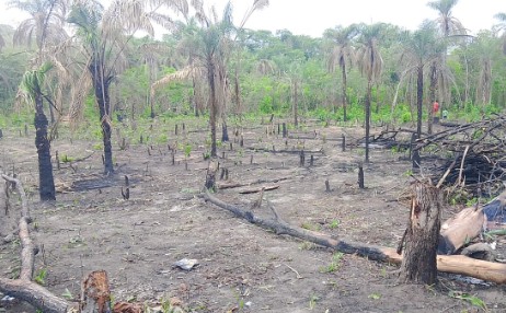 Imagem 2 do projeto Mêncatë Jõ Púr – Roça Comunitária Krahô