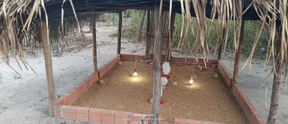 Imagem 2 do projeto Semeando o Futuro, Horta e Avicultura Juvenil