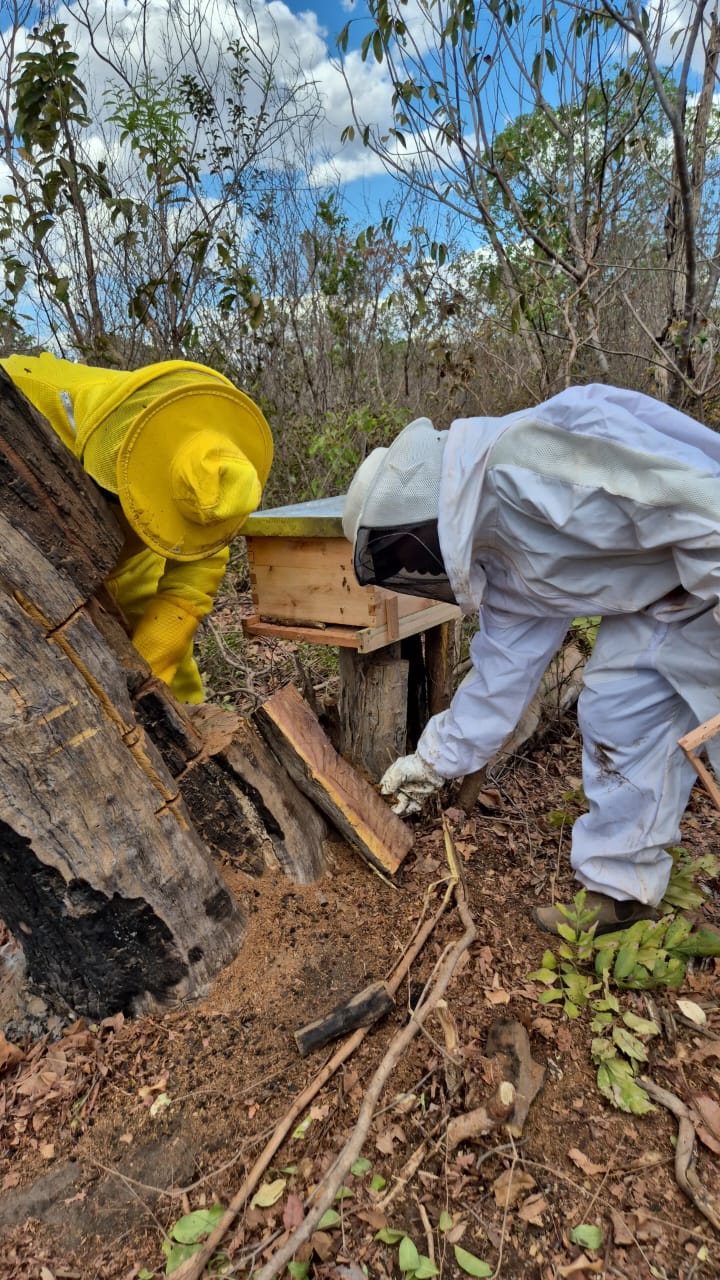 Imagem 2 do projeto Apicultura Sustentável