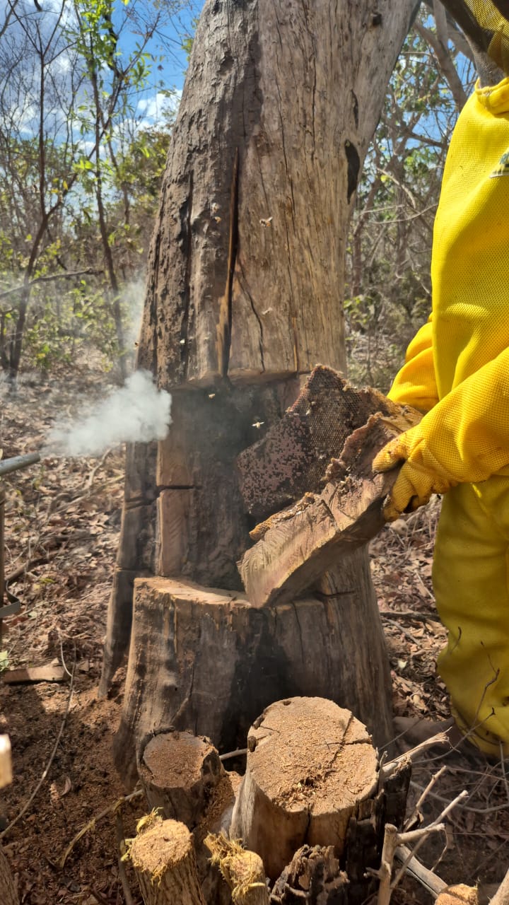 Imagem 2 do projeto Apicultura Sustentável