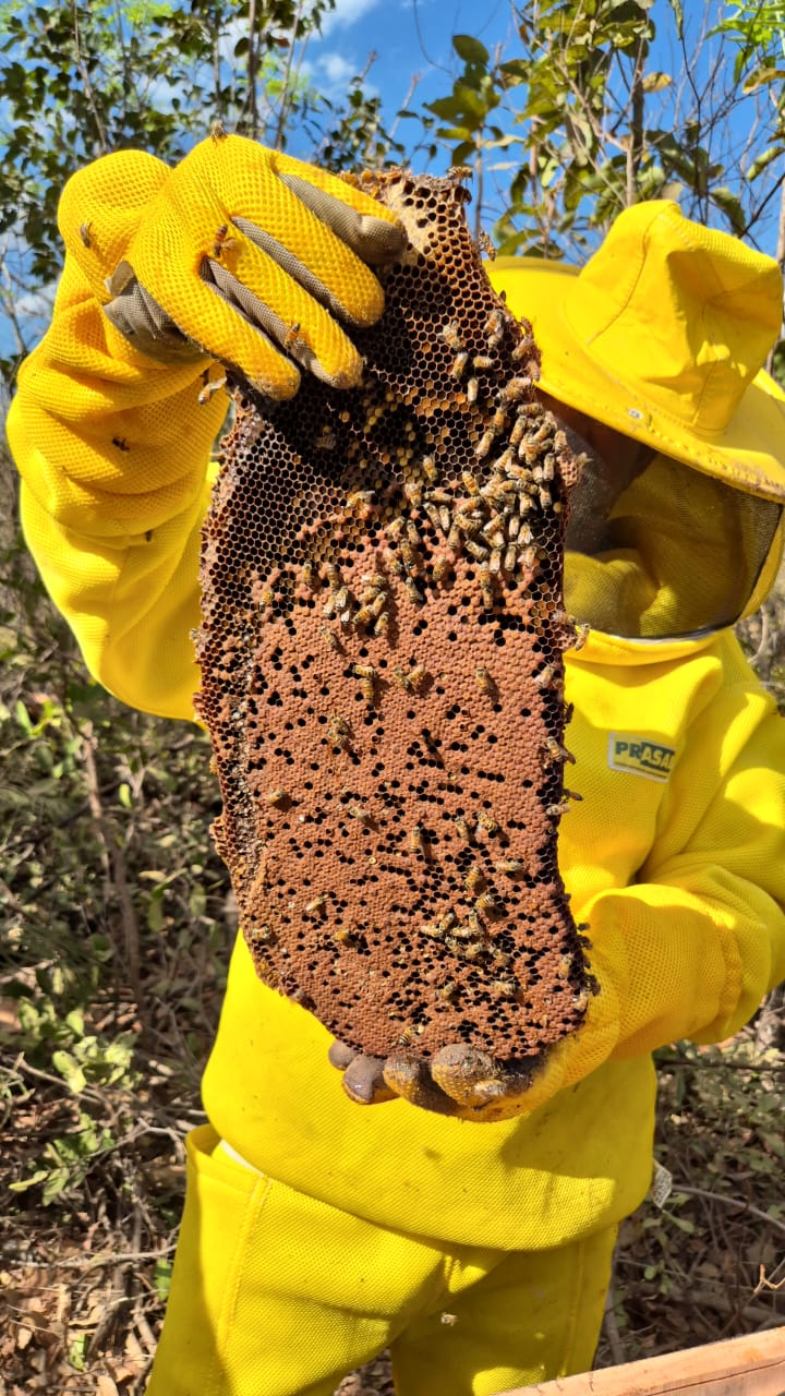 Imagem 2 do projeto Apicultura Sustentável